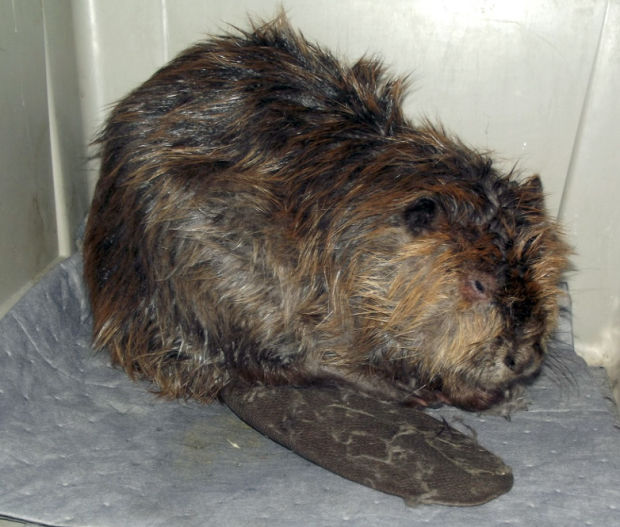 Fuel Leak Beaver Recovery